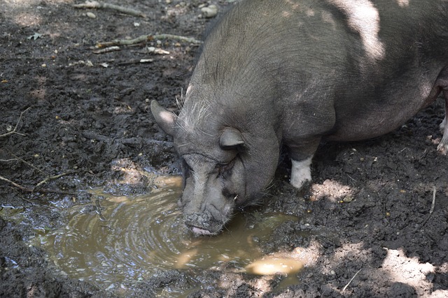 篮网的重建 篮网的重建
